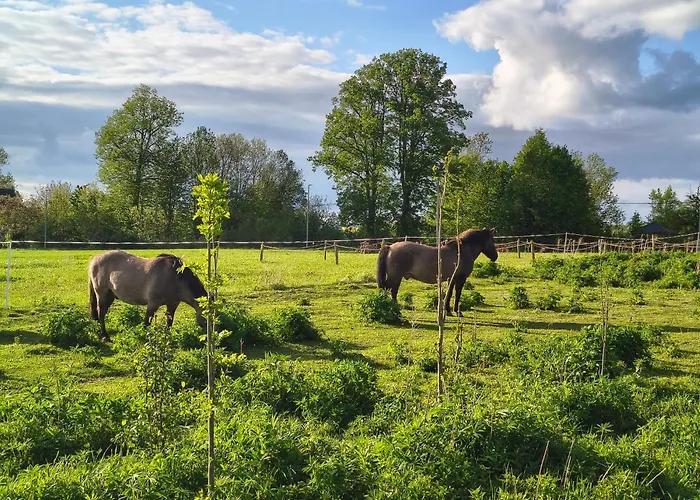 Izera Camper - Rv-camper Site&service - Plac Kamperowy, Stellplatz *